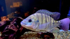 Oreochromis niloticus6